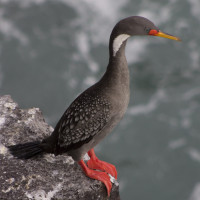 Red-legged Cormorant